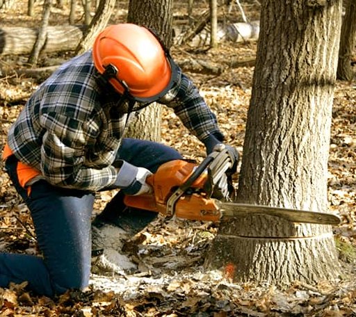 Tree Removal in Nelson, VA